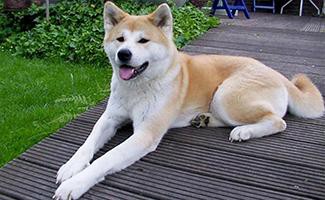 akita