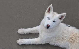 alaskan-husky