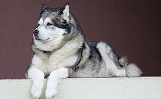 Alaskan Malamute