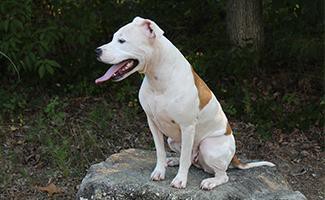 American Bulldog