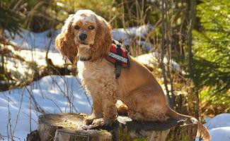 american-cocker-spaniel