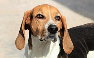 american-foxhounds
