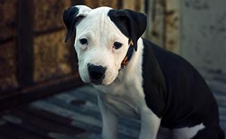 American Pitbull Terrier