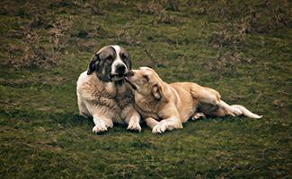 Anatolian Shepherd