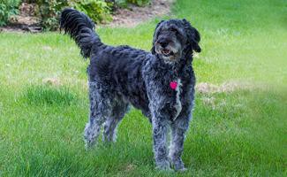 aussiedoodle