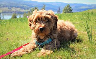 australian-labradoodle