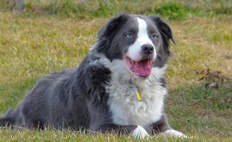 australian-shepherd-mixaustralian-shepherd-mix