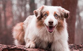 australian-shepherd