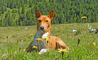 basenji