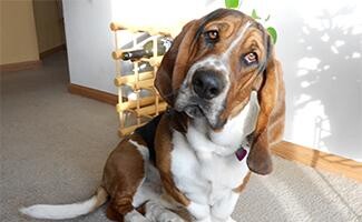 bassethound