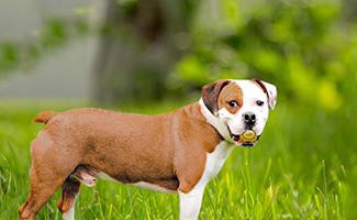 beagle-bulldog-mix