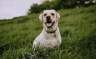 beagle-lab-mixs