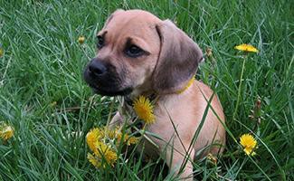 beagle-mix