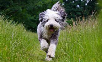 bearded-collie