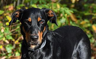 beauceron