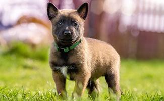 belgian-malinois