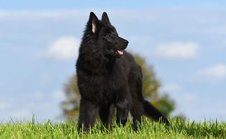 belgian-shepherd