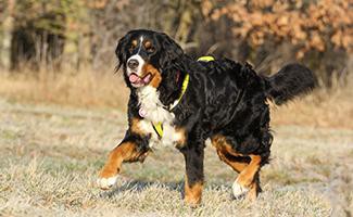 bernese