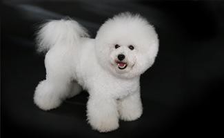 bichon-frise