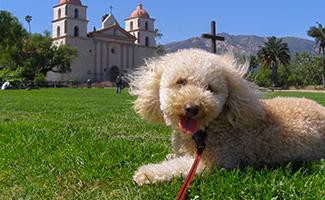 bichon-poodle