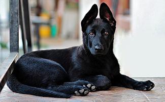 black-german-shepherd