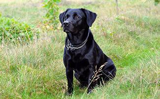 black-lab