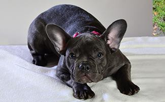 blue-french-bulldog