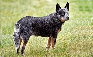 blue-heeler