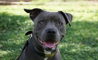 Blue Nose Pitbull