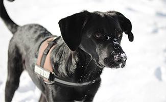 Border Collie Lab Mix