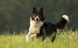 border-collie