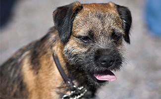 Border Terrier