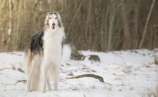 Borzoi