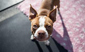 boston-terrier