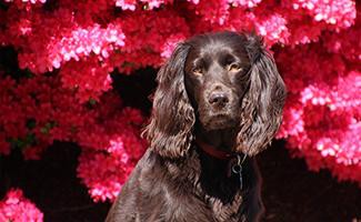 boykin-spaniel