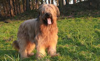 briard