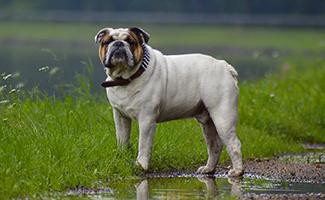 bulldog