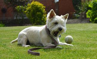 cairn-terrier