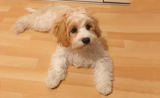 cavachon-dog