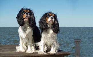 cavalier-king-charles-spaniel