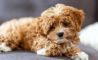 Cavapoo