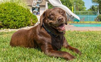 chocolate-lab