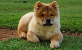 chow-chow