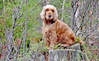 cocker-spaniel