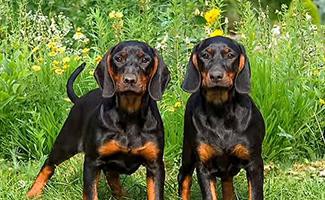 coonhound