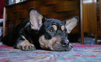 corgi-german-shepherd-mix