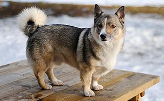 corgi-husky-mix