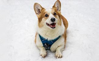 corgi