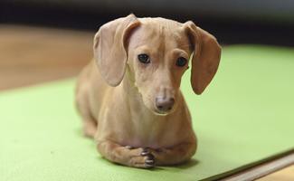 dachshund