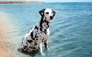 dalmatian